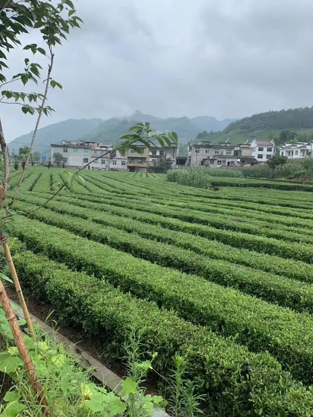 营光日记｜抵达世界的另一侧——一段未曾预设的学术起点