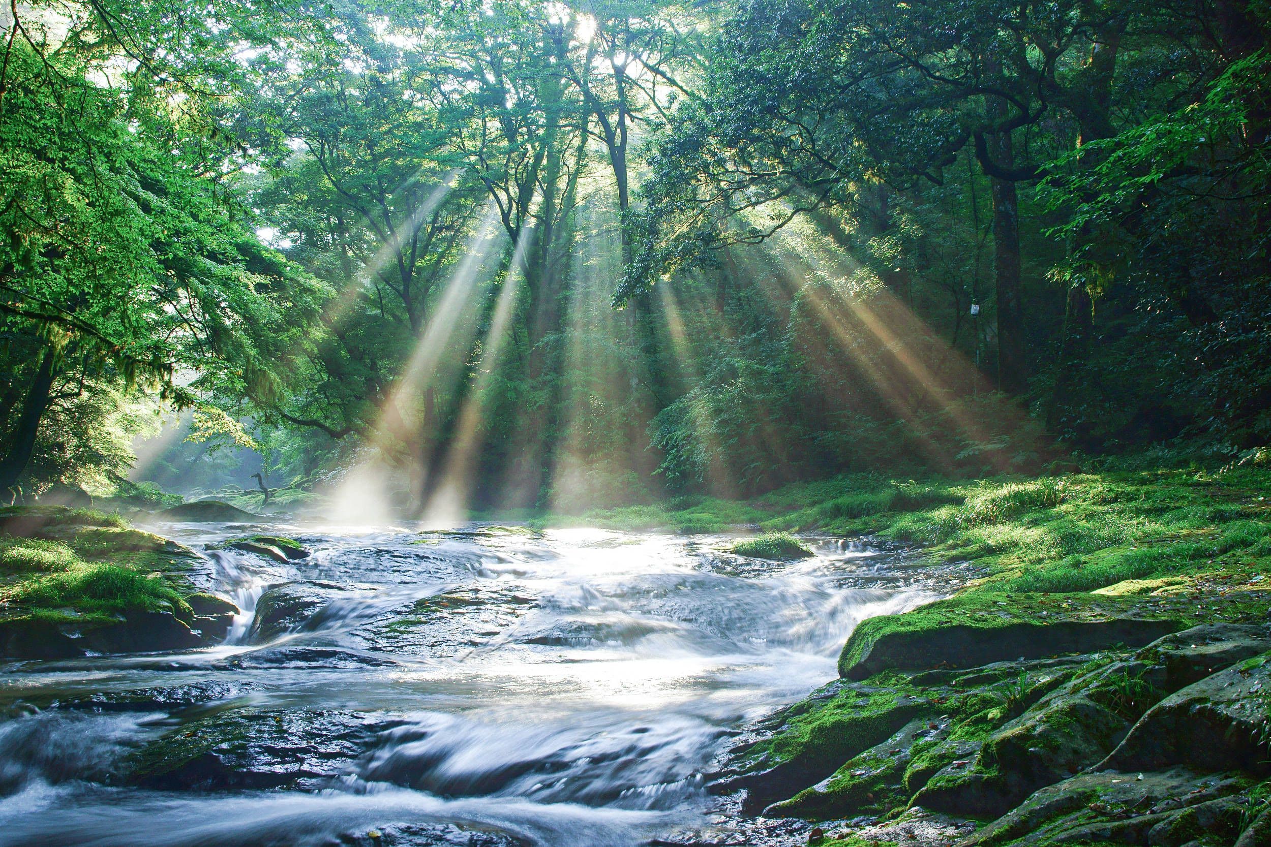 森林之思:秦岭南麓的多物种共生与本体论场域